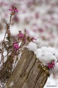 Erica carnea